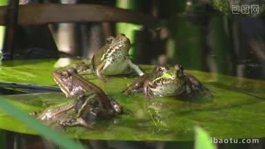 四只青蛙一只小青蛙